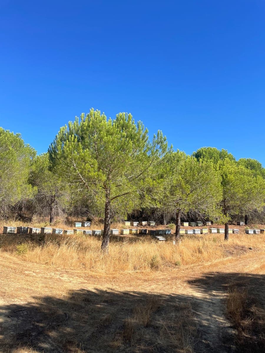 Honig aus dem Aufforstungsprojekt - Alentejo